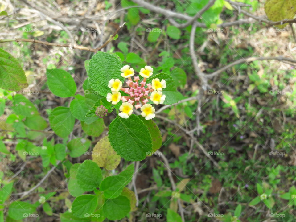 Indian flowers