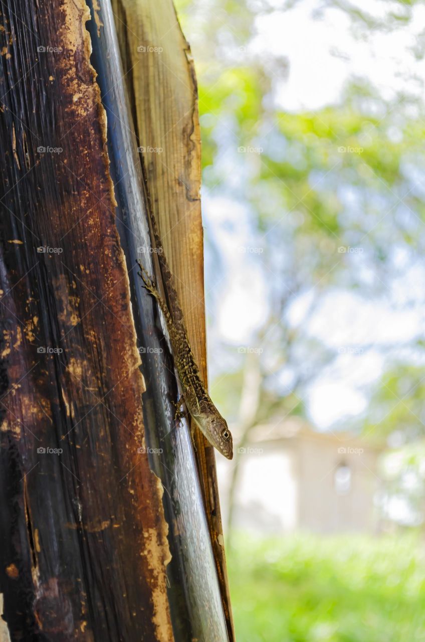 Anole Lizard On Banana Tree