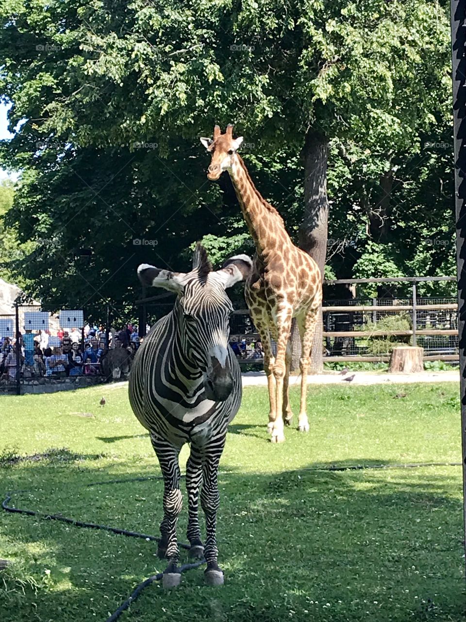 Зебра и жираф