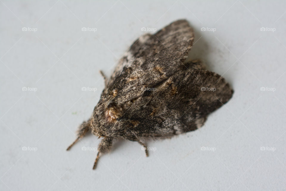 Brown Moth on White Wall Macro