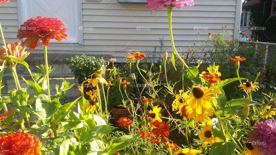 Flower, No Person, Flora, Nature, Summer