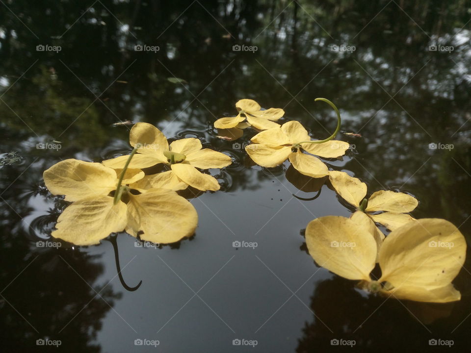 This is a nice yellow flower. I captured it by my own hand. Some flowers are floating on water.