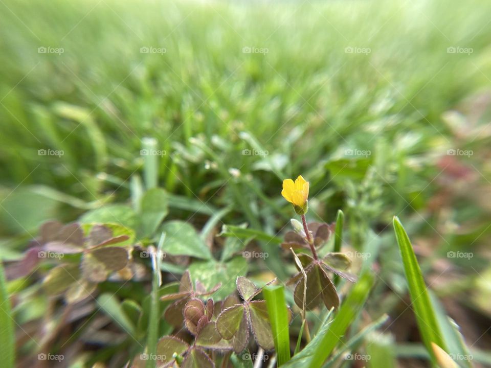 Clover flower in the grass 