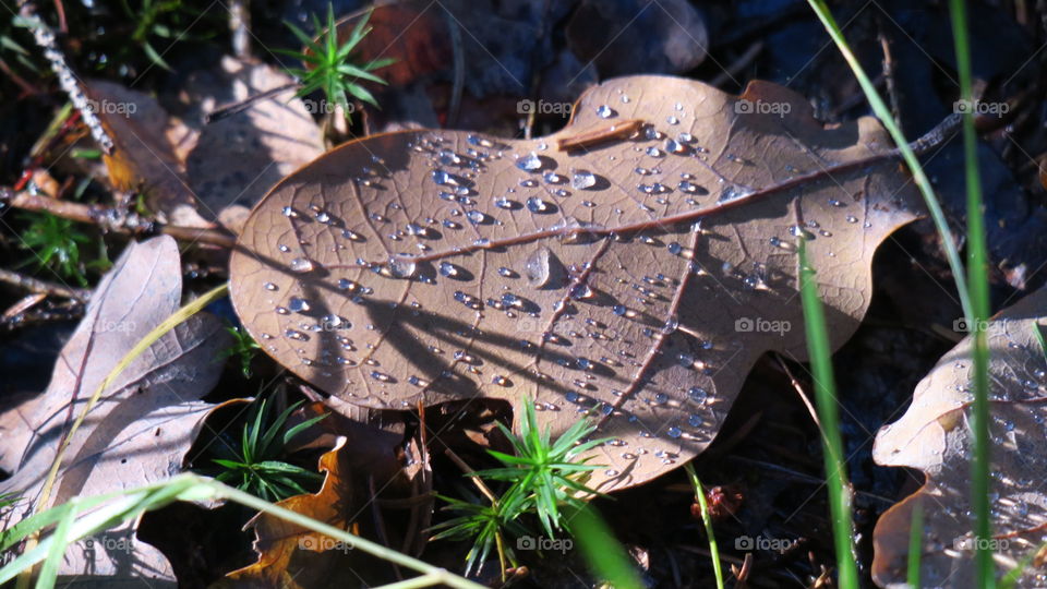 Drops on leaf