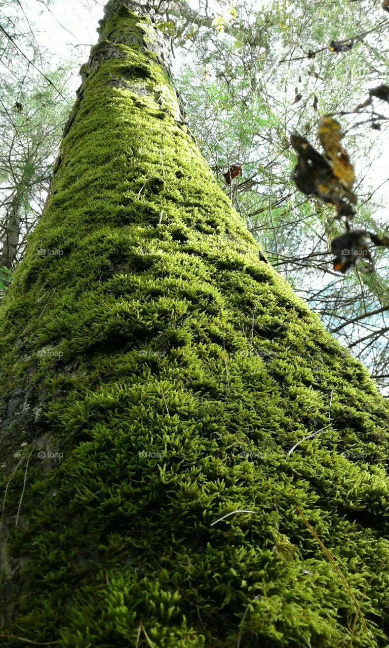 Tree Moss