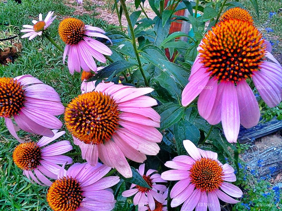 echinecea