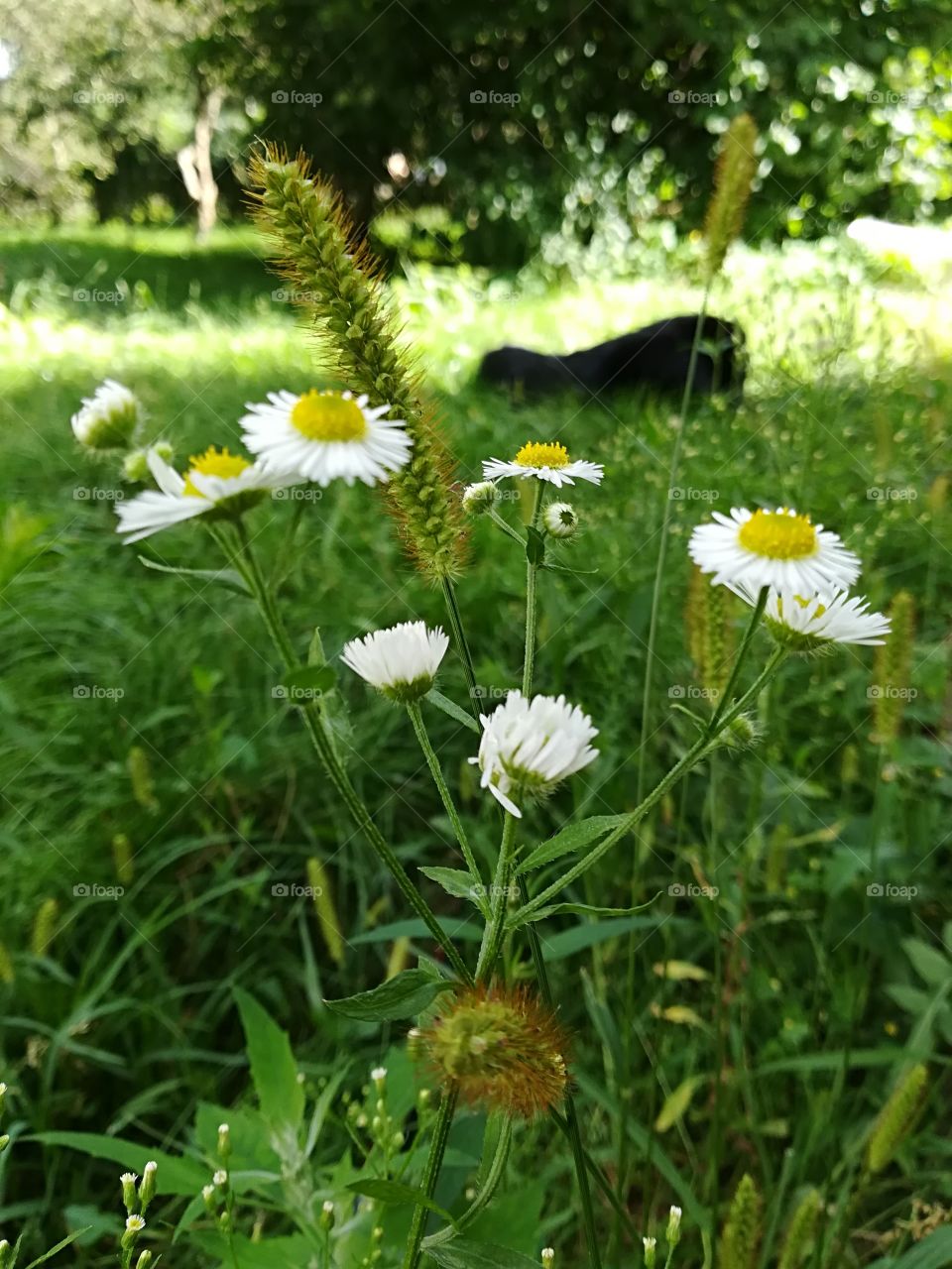 Camomile