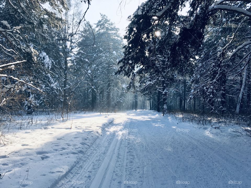 Forest Серебряный Бор 