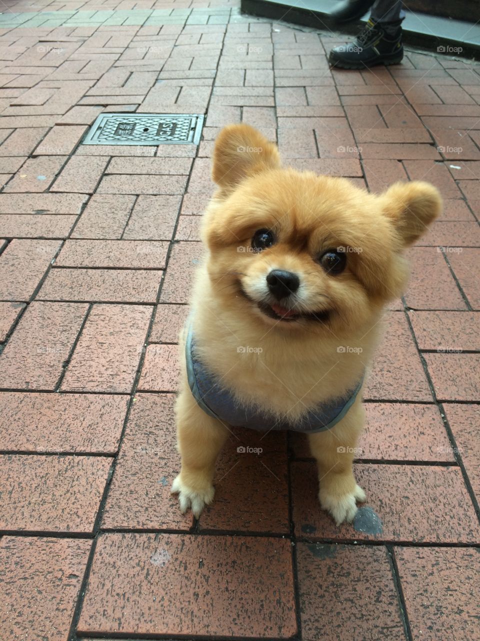 Cute dog
