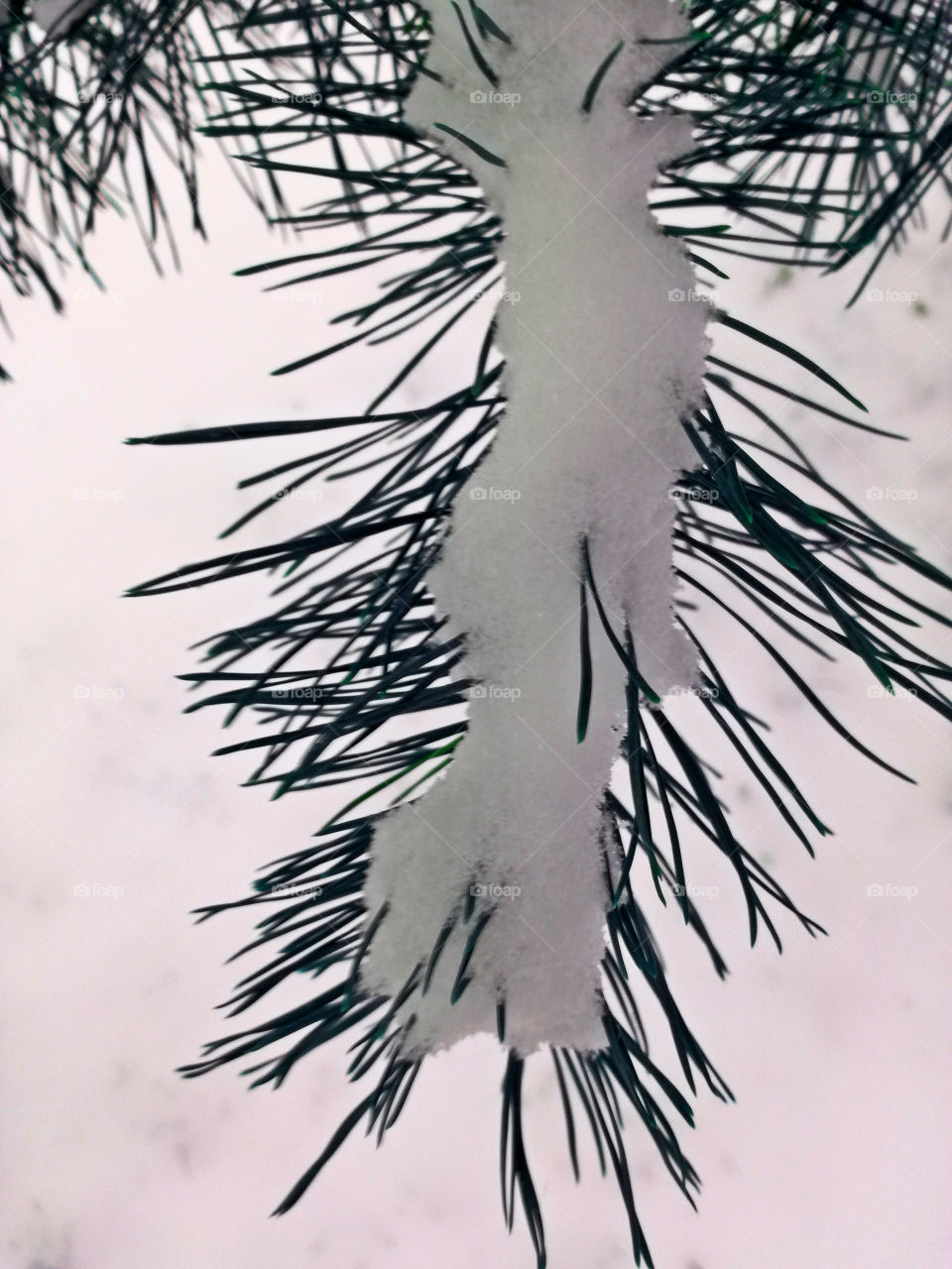 cold winter, needles an