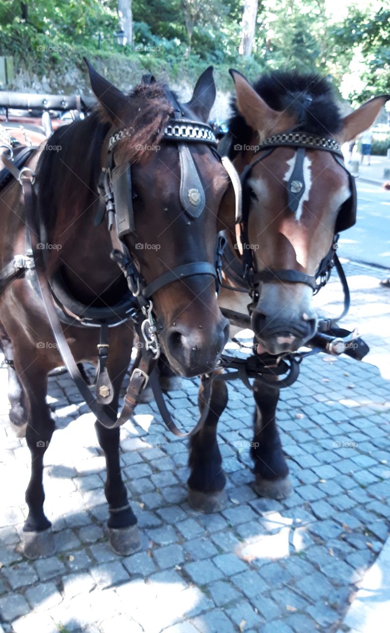 horses in Sintra