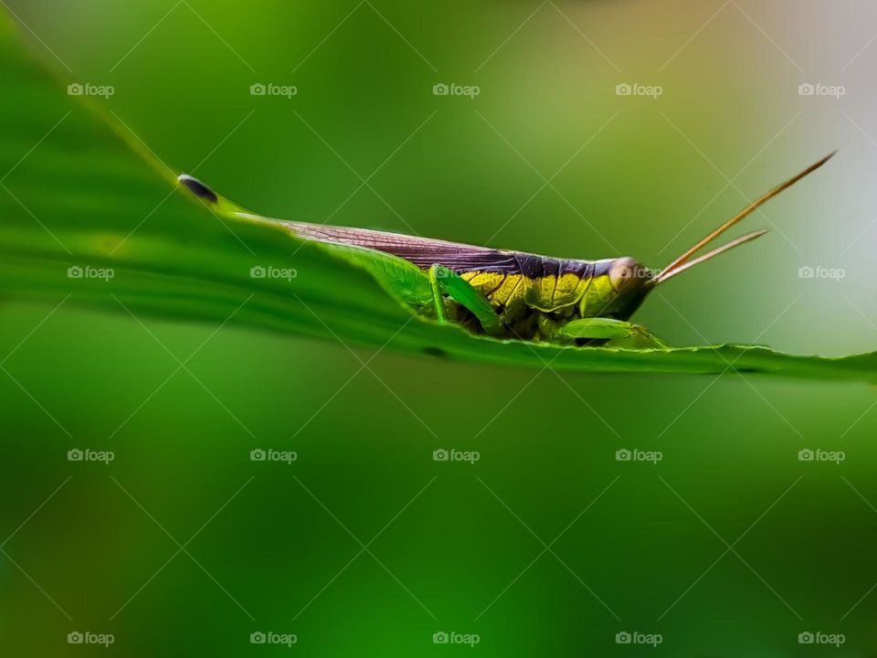 Grasshopper on the leaf