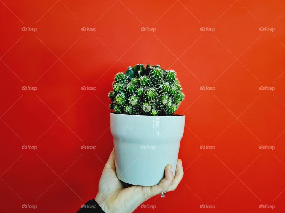 hand holds pot with succulent plant