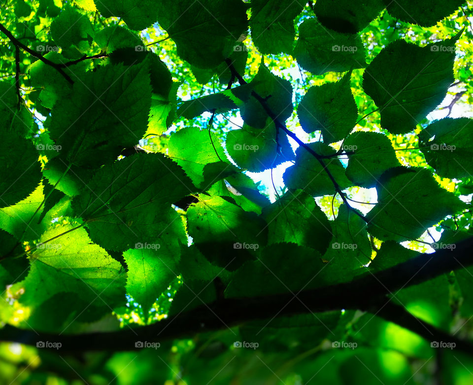 Light leak through green leaves