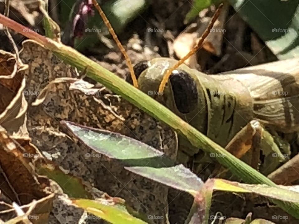 Hiding grasshopper peeking