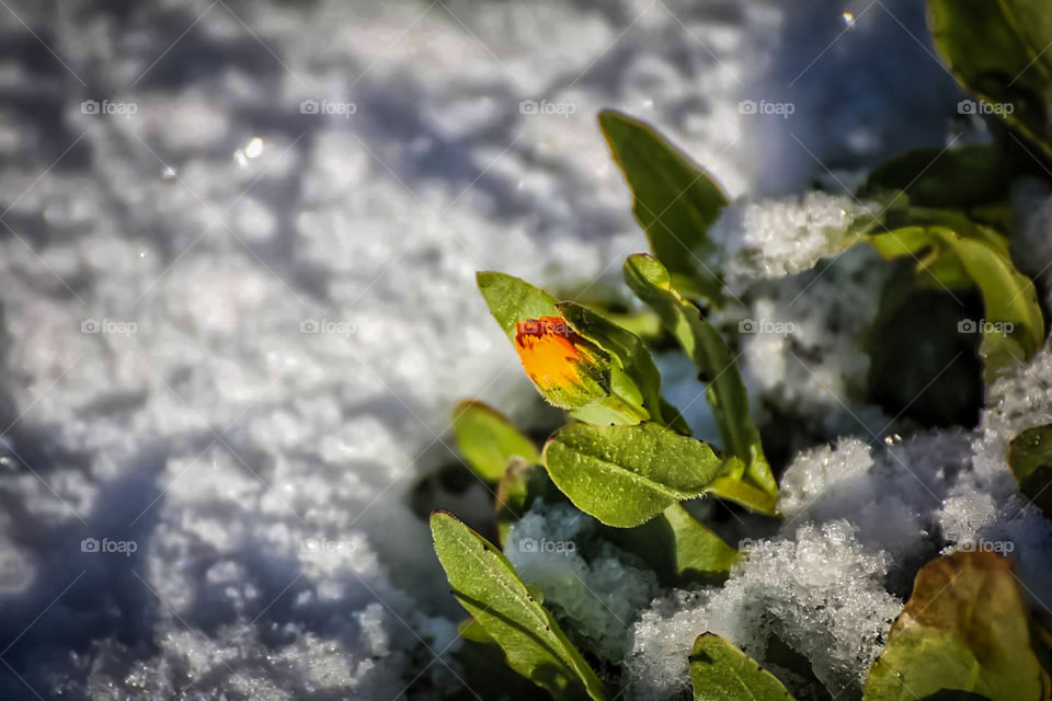 flower in the snow