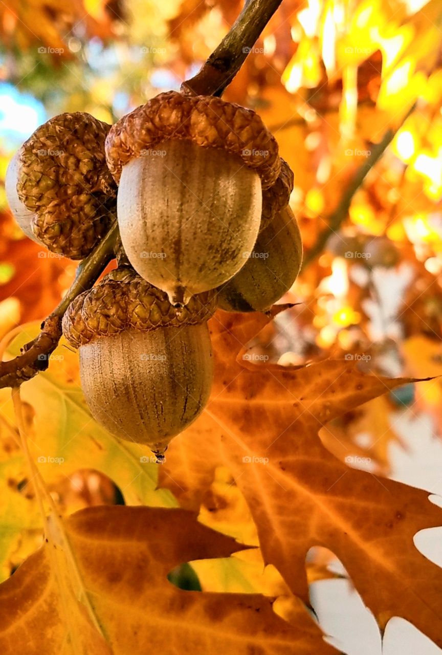 Close up of an acorn cluster against a background of yellow and brown oak leaves in autumn