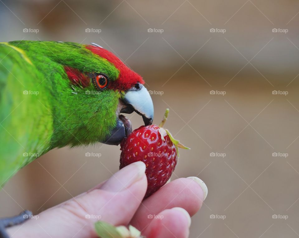 Kakariki parakeet loves strawberries