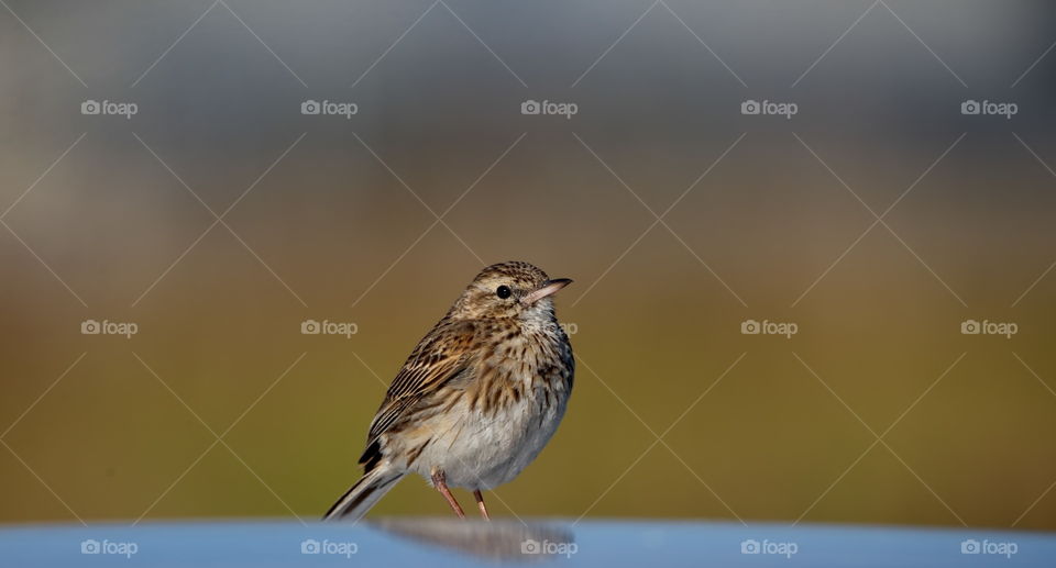Australasian Pipit sitting on a car roof in a national park