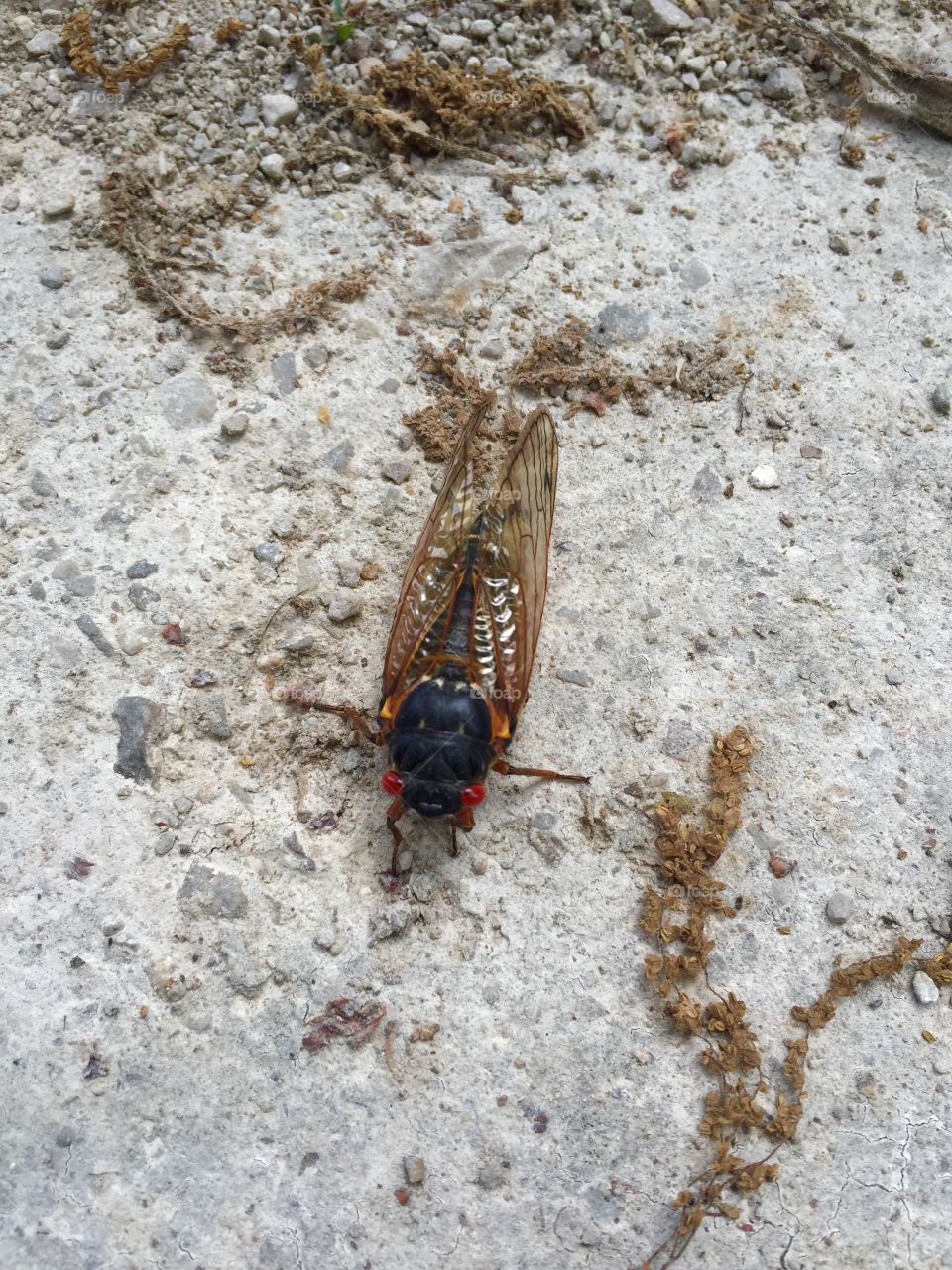 Insect, Nature, Invertebrate, No Person, Outdoors