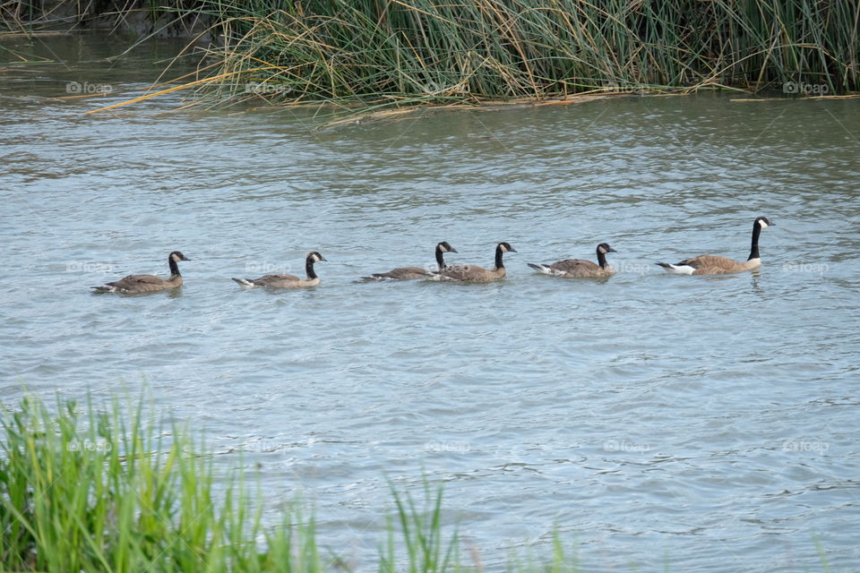 Geese in water