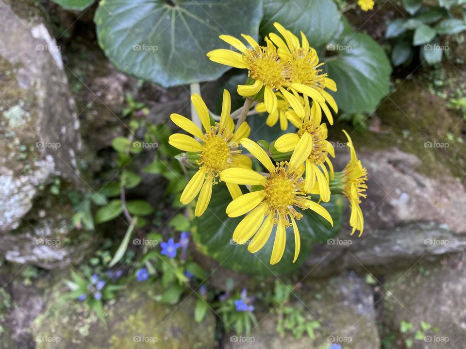 Sidewalk yellow flowers 