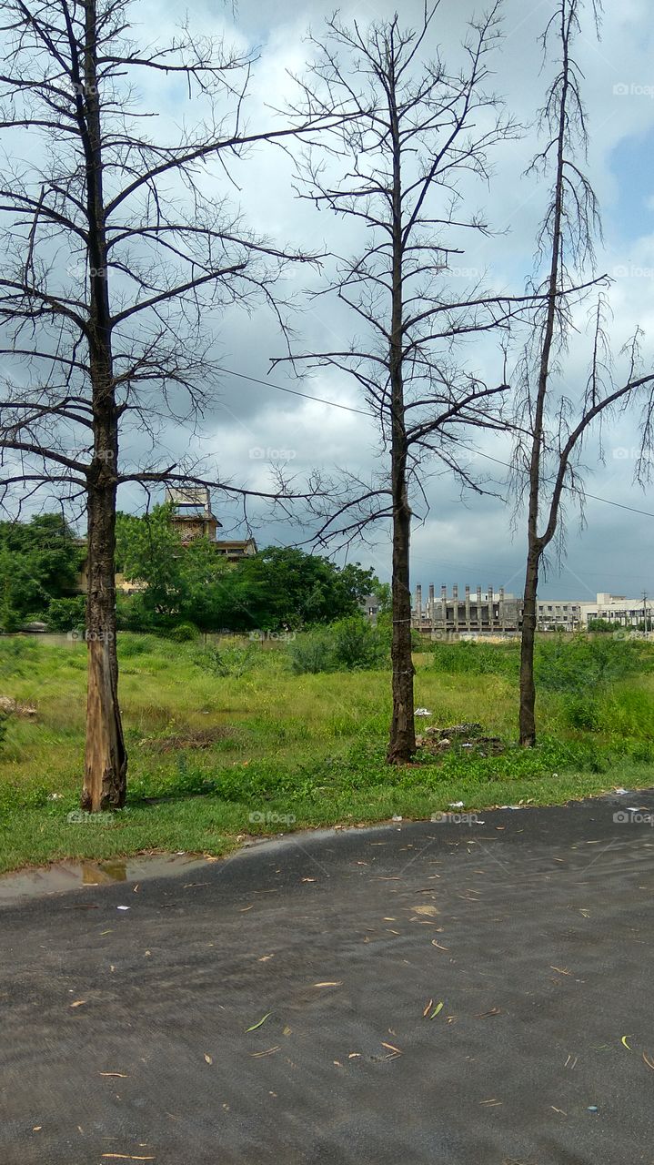 tree reflection in water