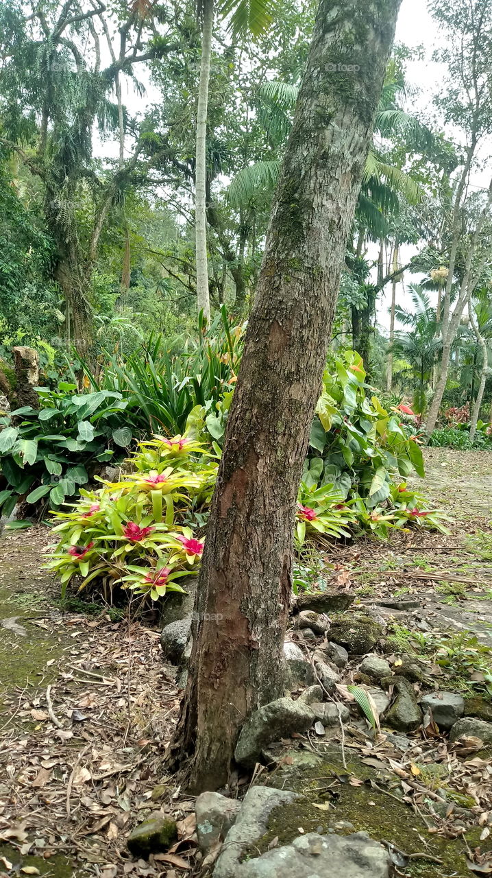 NATURE NATURAL ENVIRONMENT ECOLOGY