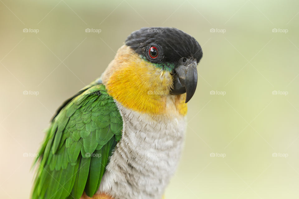 A colorful parrot.