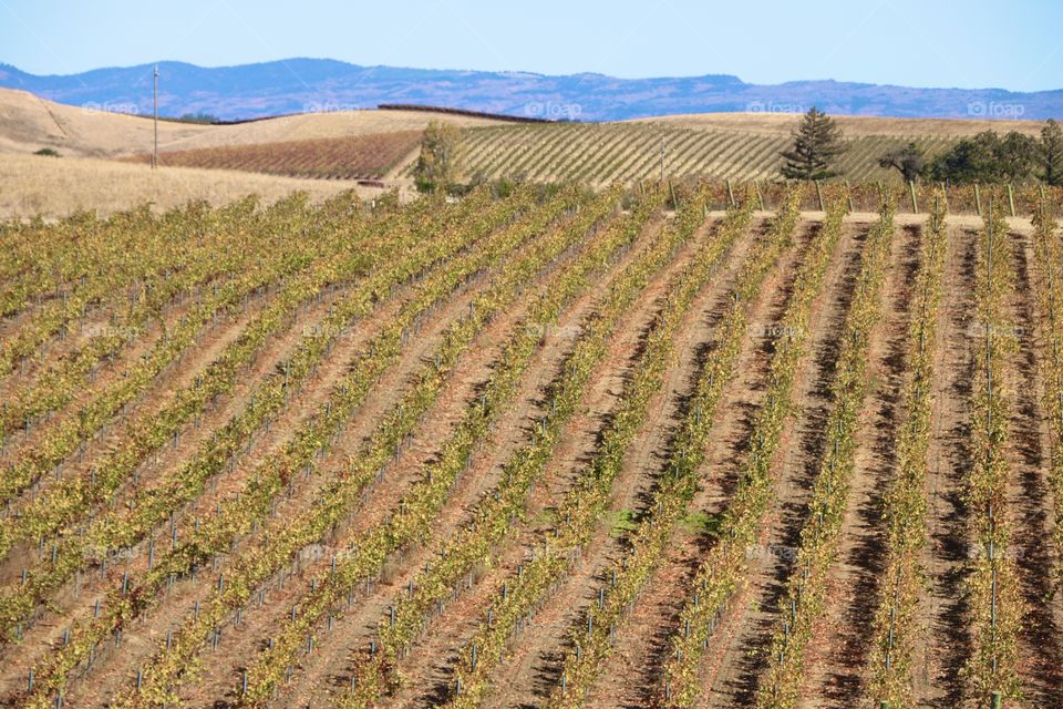 Lengthy vineyards in the countryside 