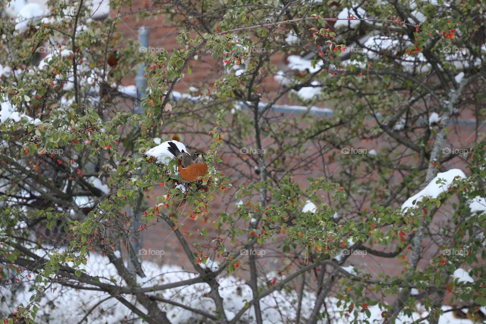 Birds on a tree