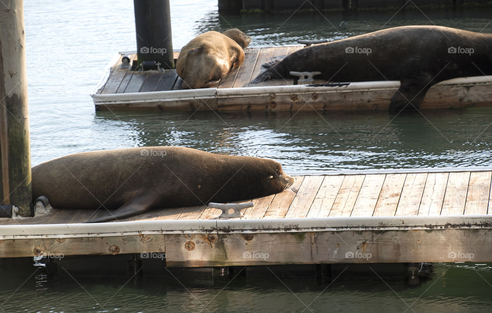San Francisco pier sea lions, wildlife