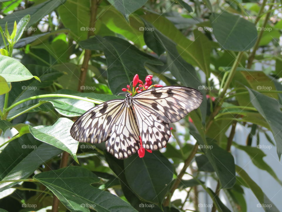 Butterfly close up.