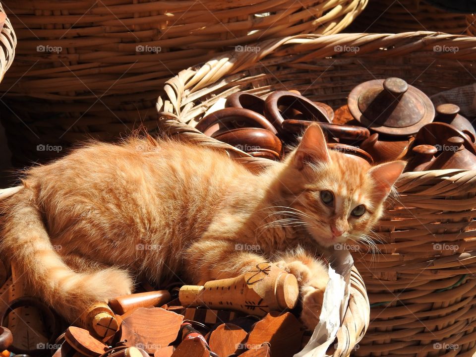 Kitten in a basket