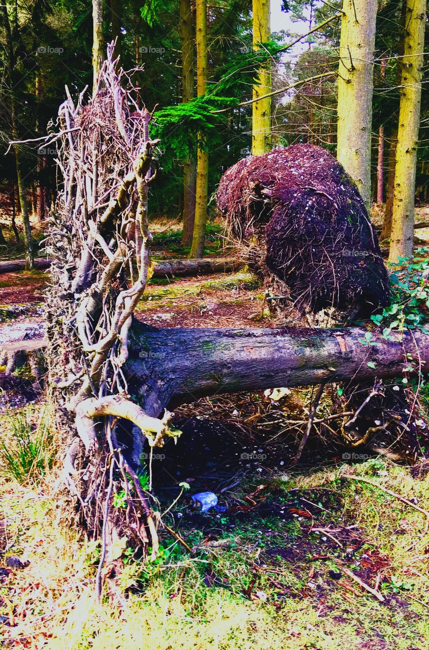 Nature and it’s power, once strong, breathing and providing protection. Now it rests and waits to be taken back from where it came from. Circle of life. 