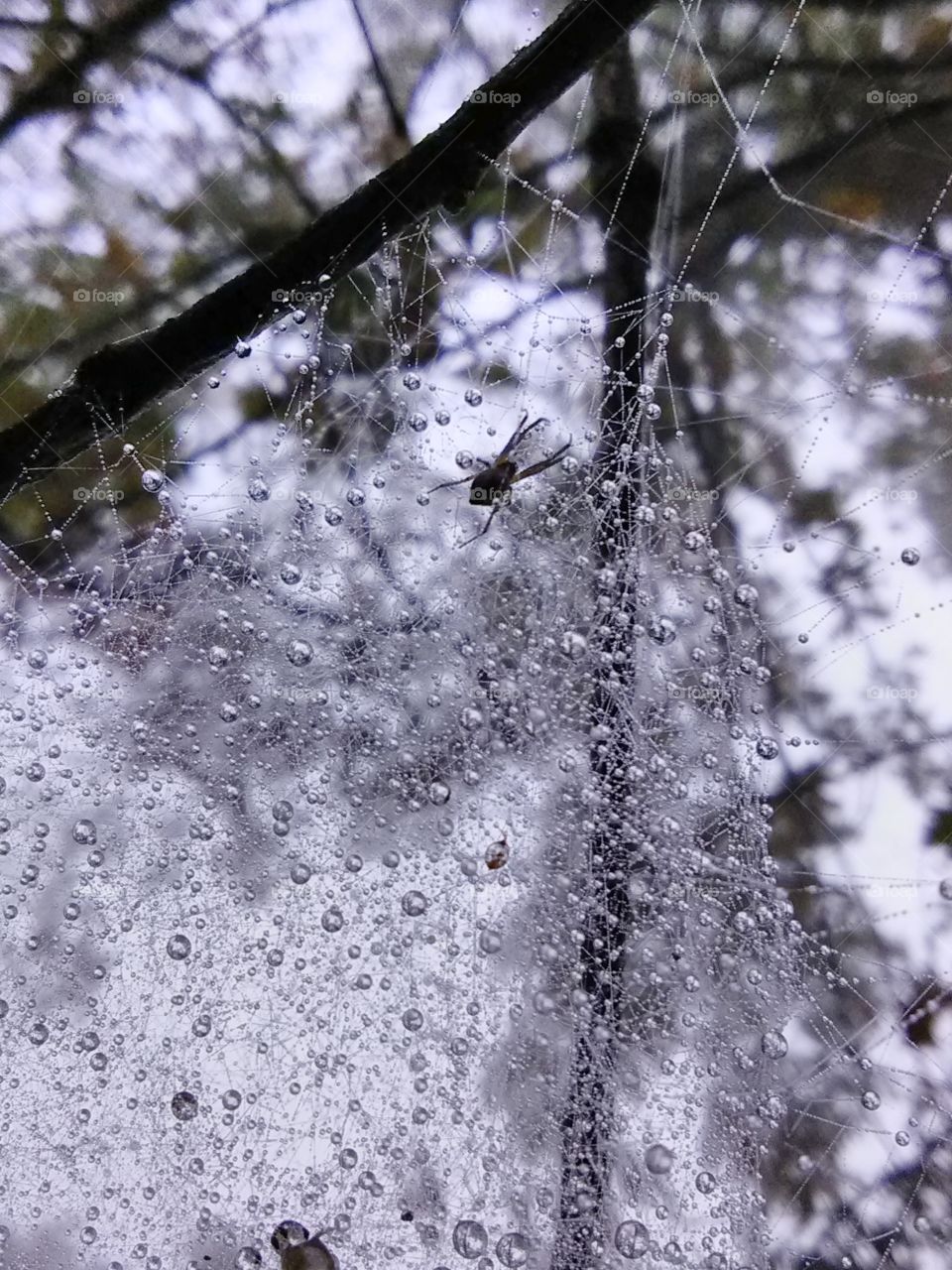 dew drops with spider on web