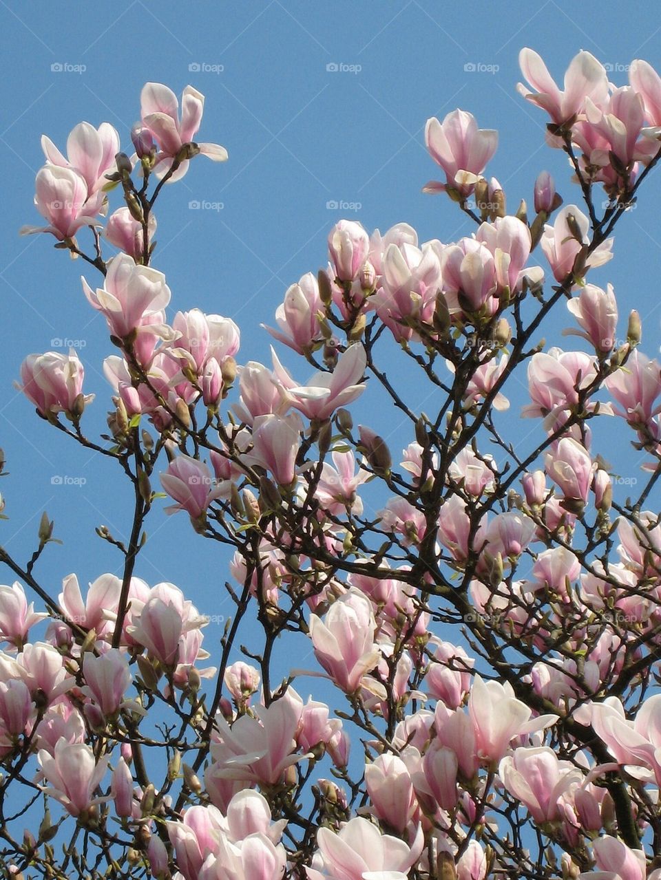 Tulip tree