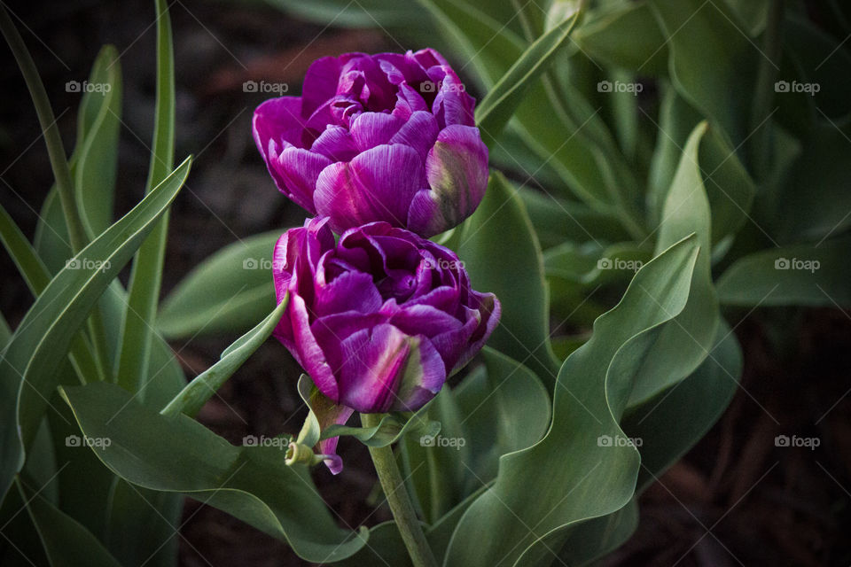 Two Beautiful Purple Tulips in the Spring