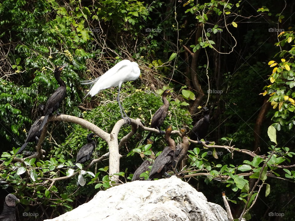 Birds in the canyon at chiapas