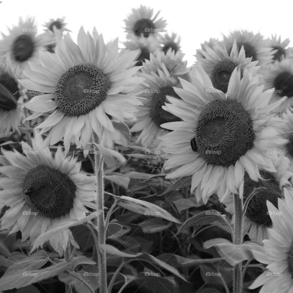Black and white sunflowers