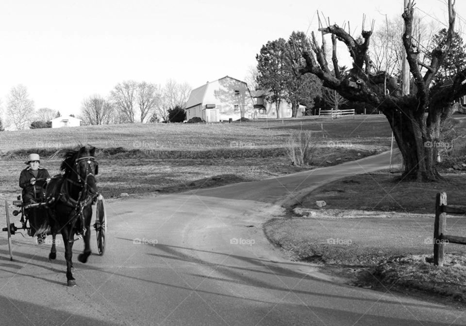 Amish buggy. young man speeding by in Amish buggy