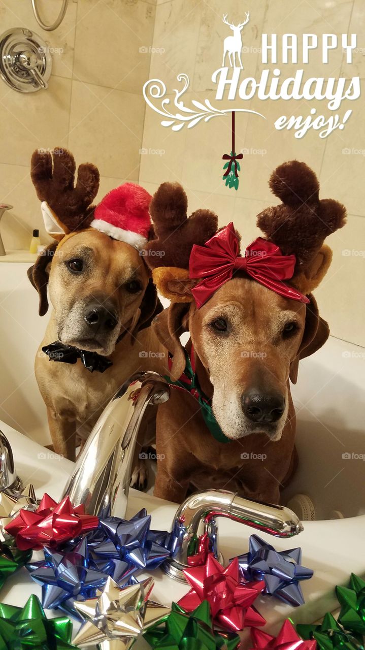 Merry Christmas from your Reindeers