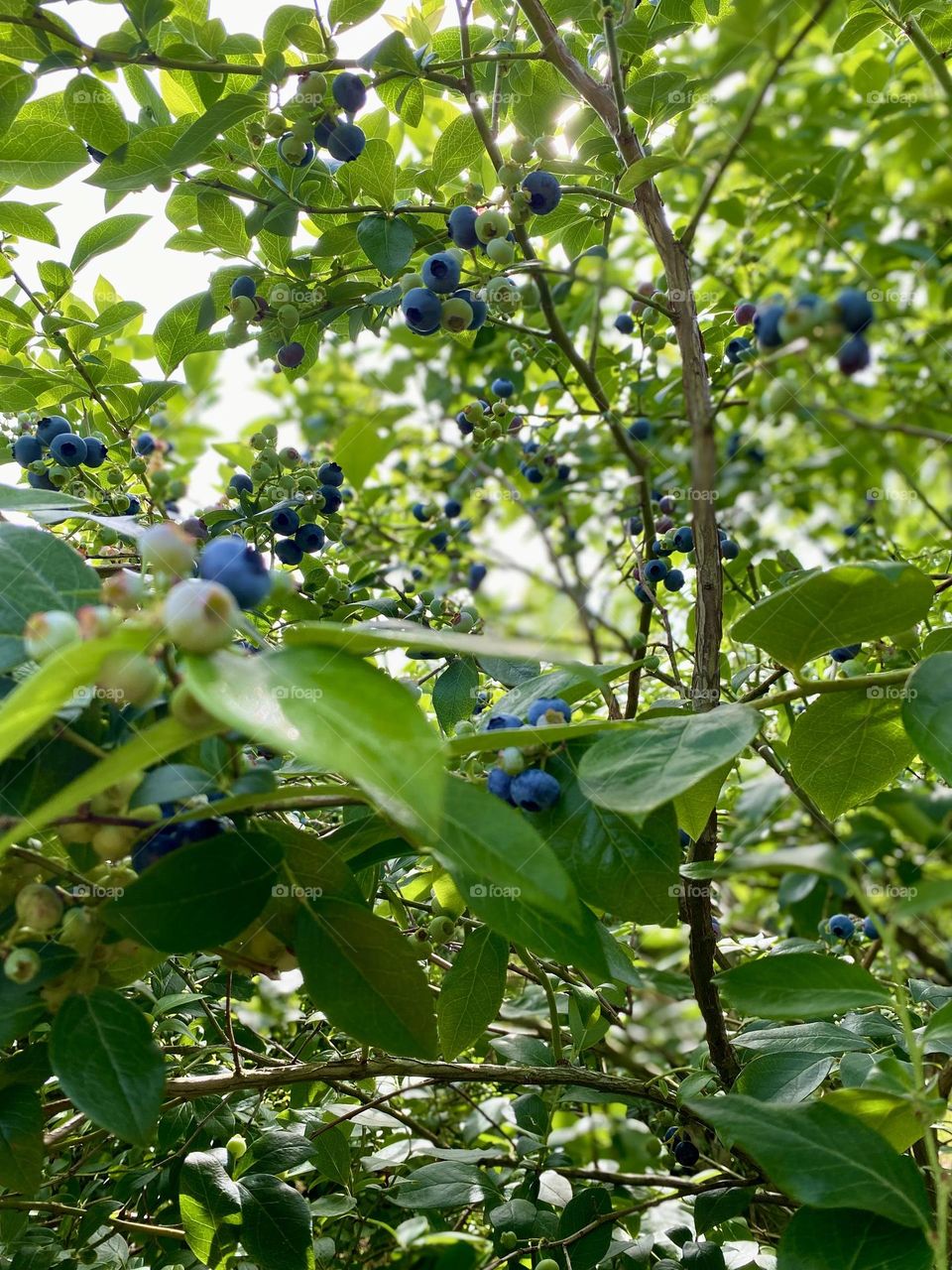 This image shows a cluster of blueberries at various stages of ripeness on the bush. The berries range from green (unripe) to pink (partially ripe) to dark blue (ripe). The leaves are a healthy green, indicating a well-maintained plant.