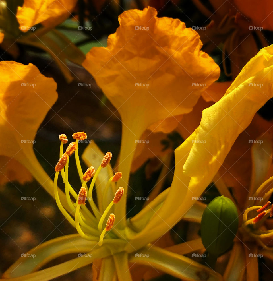 Closeup of the stamens and anthers of a yellow poinciana blossom