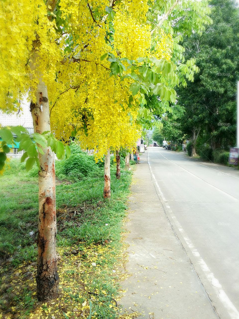 The yellow tree.. The beauty yellow tree in Pai Thailand.