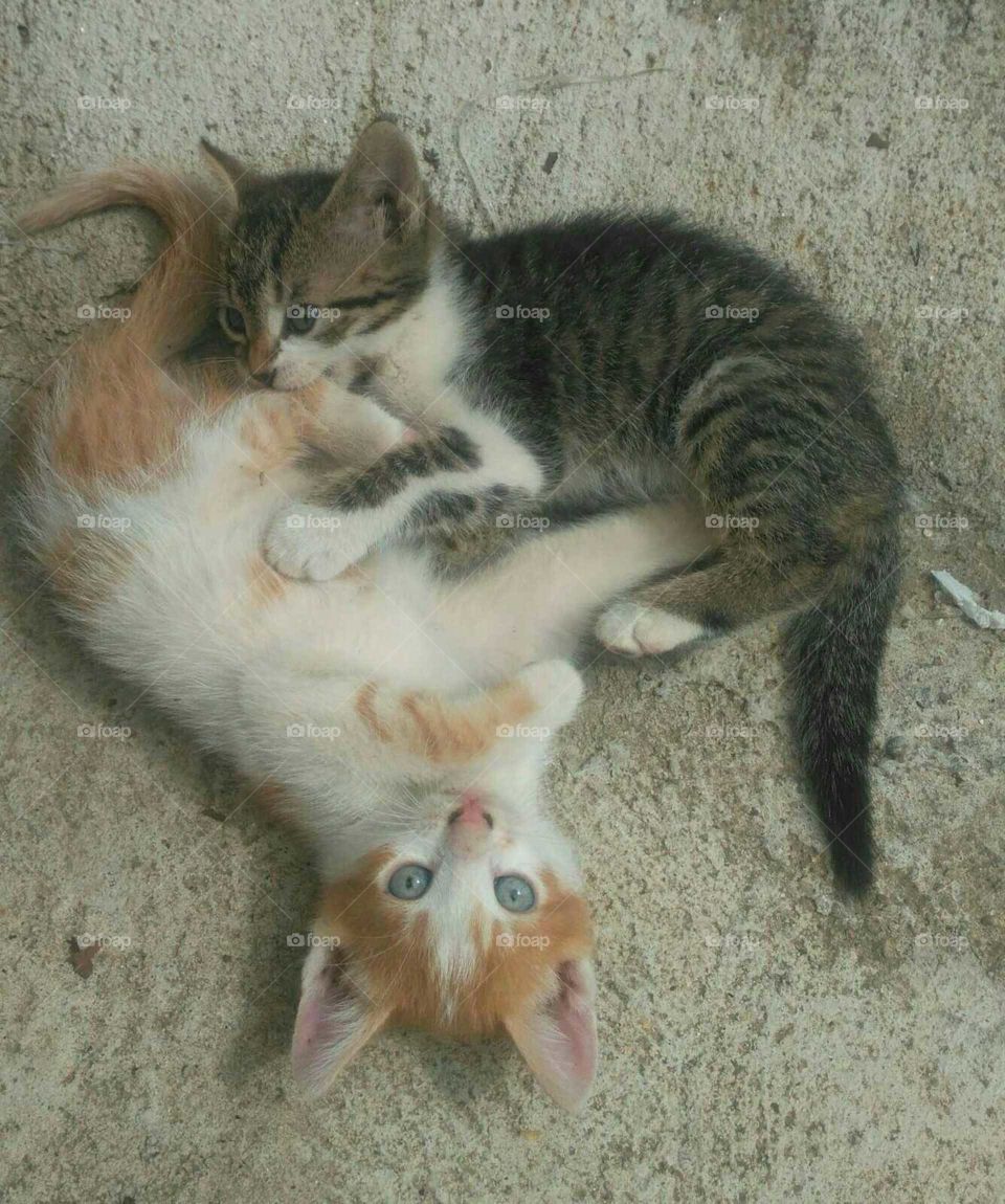 Cute kittens