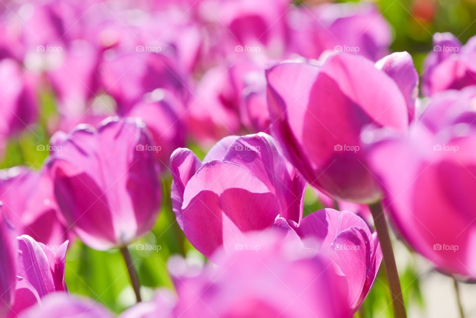 Violet Tulips