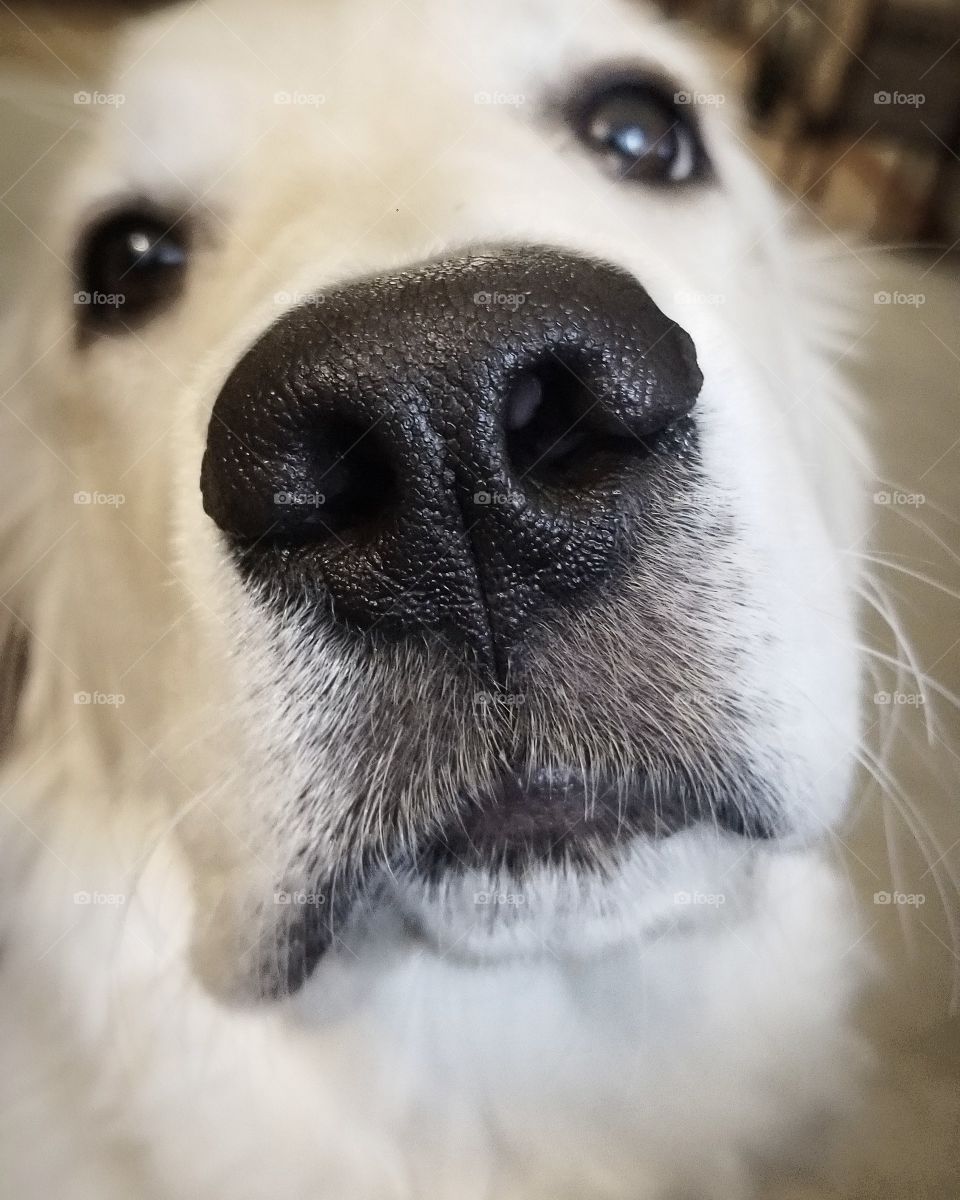 Do I Nose You?