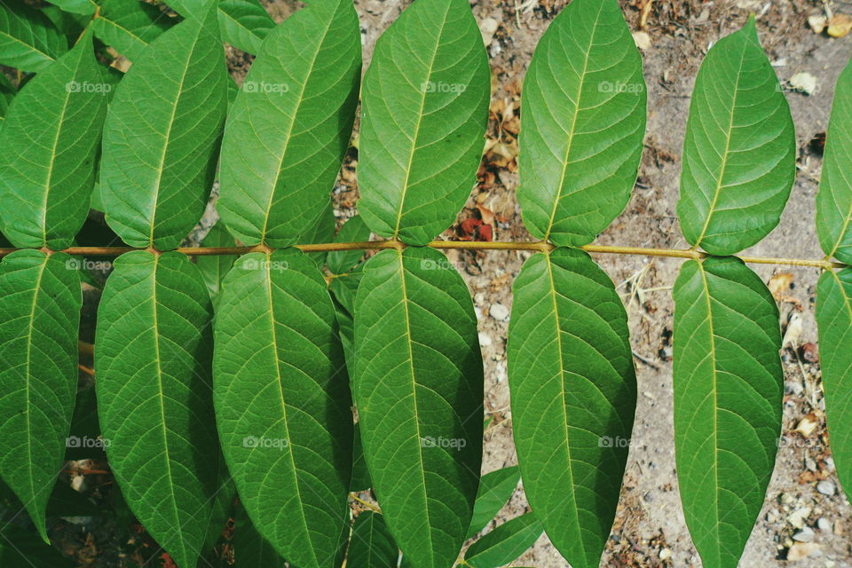 Texture of green leaves