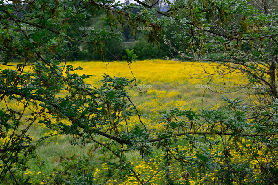 View of daisy field